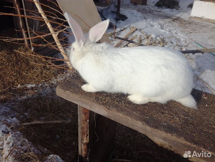 Кролики Белый великан, Шиншиллы разных возрастов