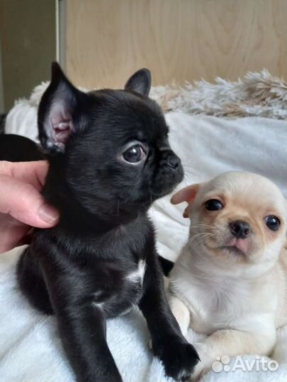 Щенки чихуахуа