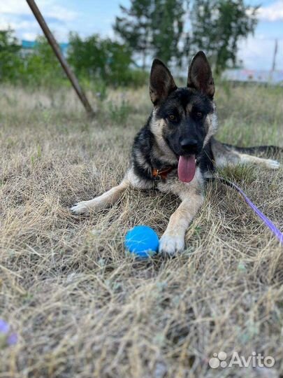 Помесь овчарки