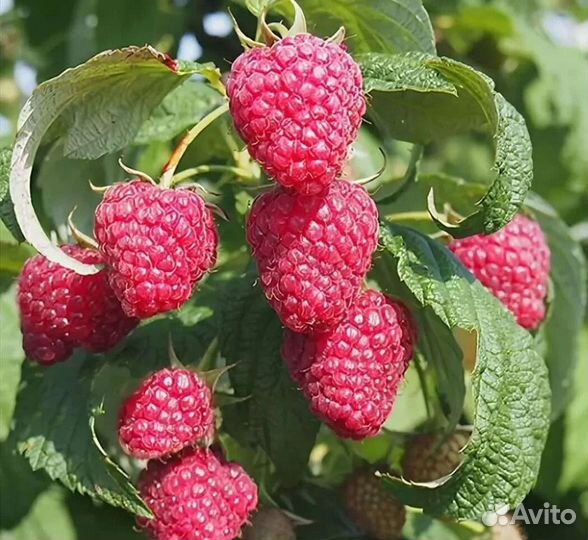 Саженцы малины