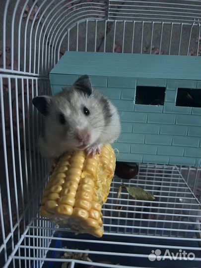 Сирийский хомяк малыш