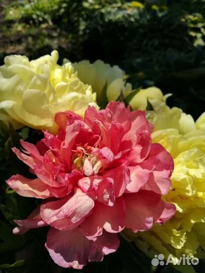 Пионы ито-гибриды