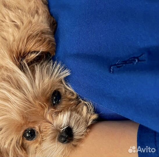 Мальтипу микро f1 Korea+China design N1 Russia