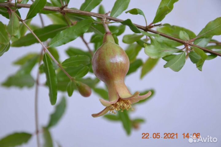 Карликовый гранат