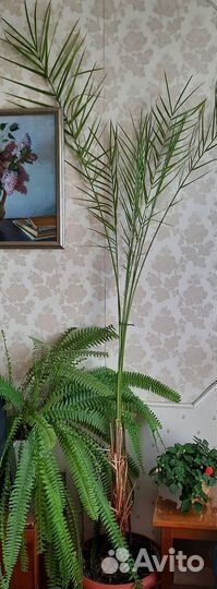 Большие комнатные растения