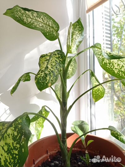 Комнатные растения