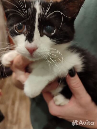 Котенок кошечка