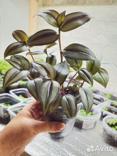 Традисканция зебрина