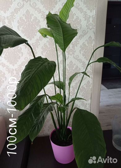 Спатифиллум