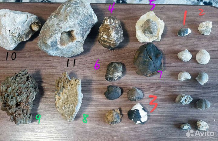 Окаменелости, брахиопода,аммонит,коралл