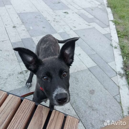 Щенок в добрые руки