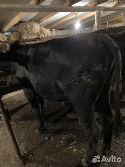 Быки и телка