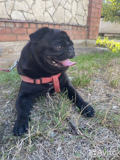 Мопс вязка мальчик