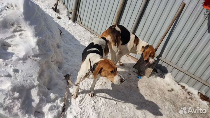 Русская пегая гончая