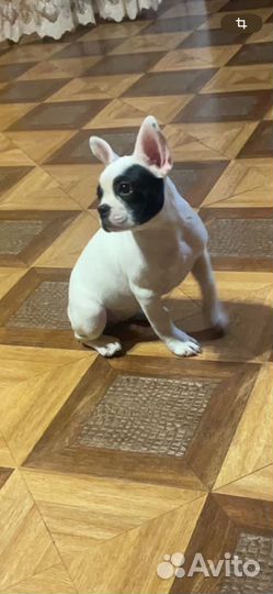 Французский бульдог