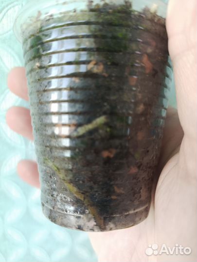 Сингониум клубничный лёд galaxy и орм Тонг вар