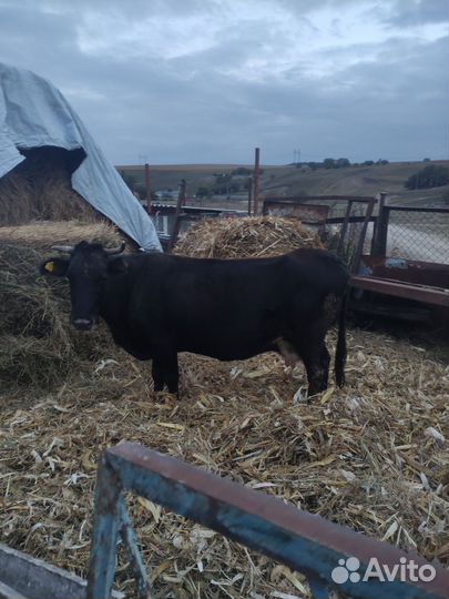 Корова дойная