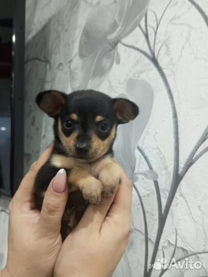 Той-терьер щенки