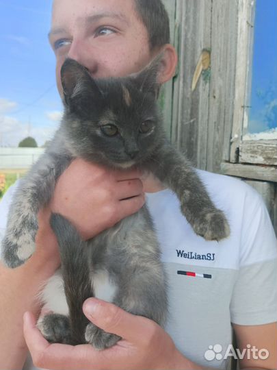 Котёнок 5 месяцев