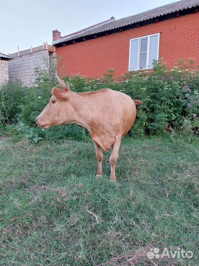 Корова дойная