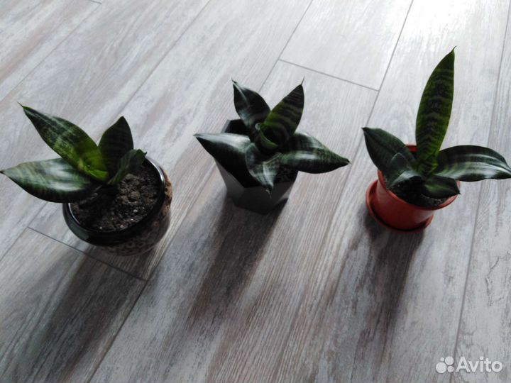 Сансевиерия сортовая с плошкой