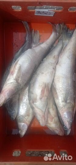 Свежая рыба, чистка, резка, доставка
