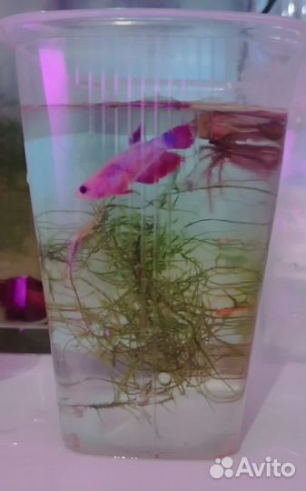 Рыбка аквариумная петушок