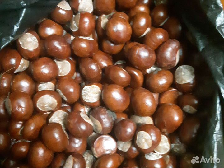 Каштан конский