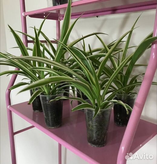 Хлорофитум