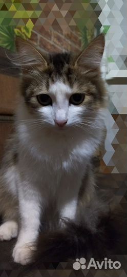 Кот Марсик ищет дом