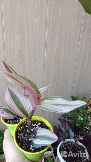 Традесканция