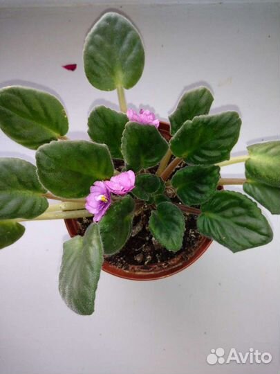 Комнатные растения: фиалка, каланхоэ желтый