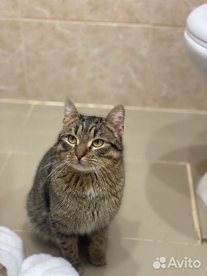 Отдам кота в добрые руки