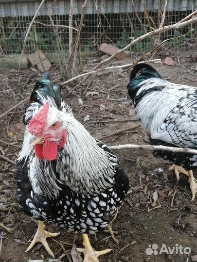 Петух Виандот