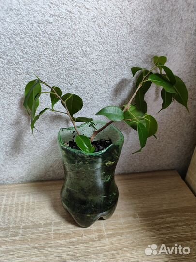 Фикус бенджамина