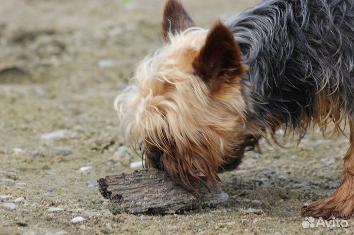 Вязка йоркширский терьер кабель