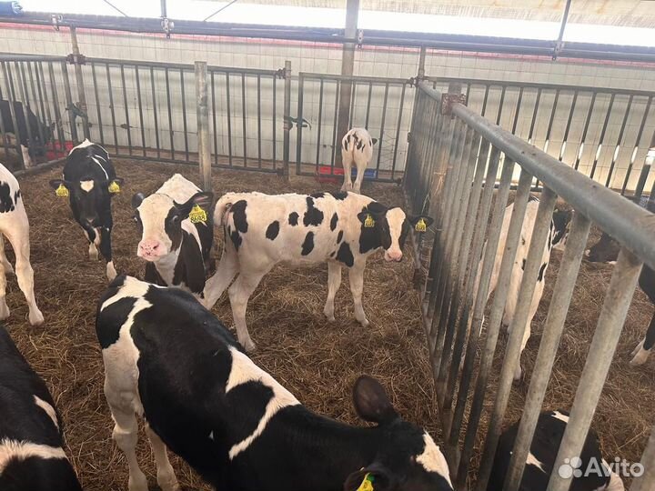 Телята мясного направления