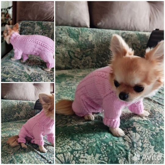 Одежда для собачек