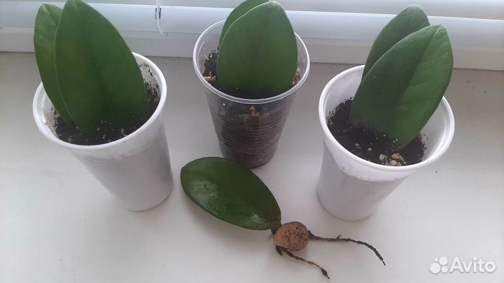 Замиокулькас листы с бульбой