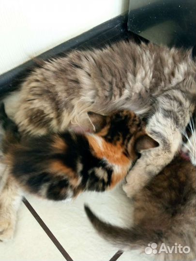 Котята невероятной красоты