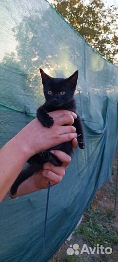 Котенок в добрые руки