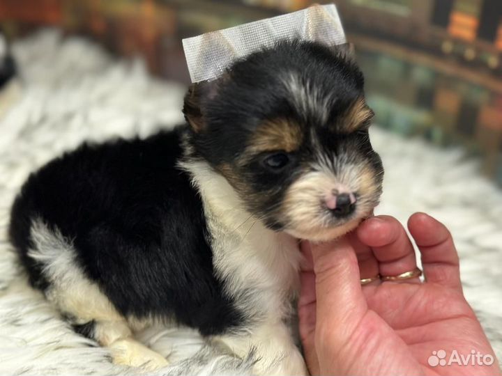 Щенки бивер йорка