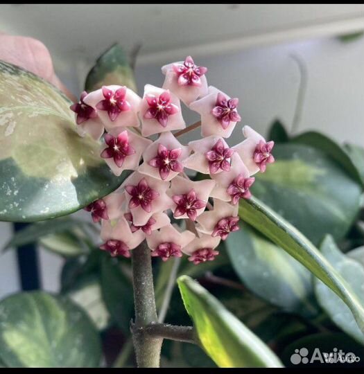 Продам цветы комнатные