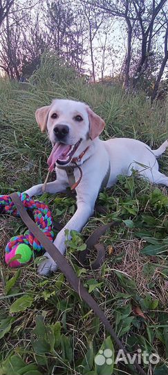 Вязка лабрадор