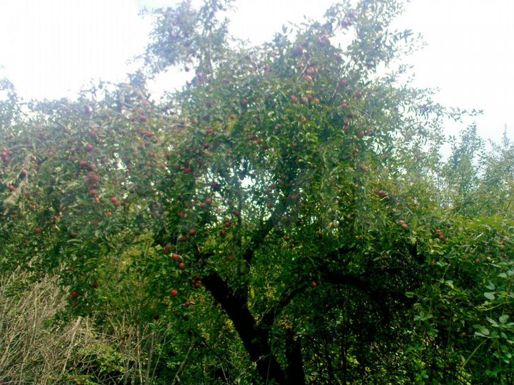 Участок 20 сот. (ИЖС)