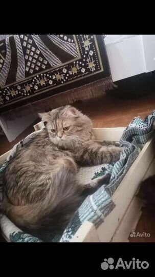 Сибирские котята