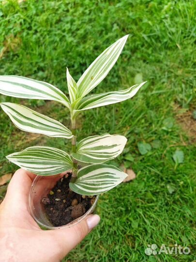 Традесканция