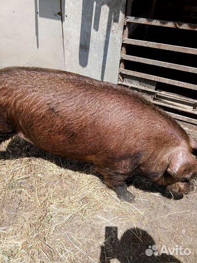 Продам кабана на племя порода Дюрок