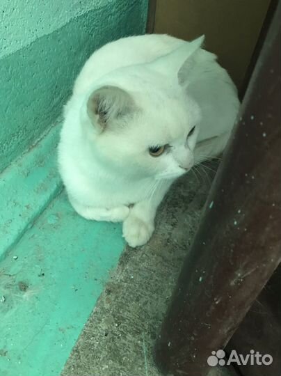 Белый кот