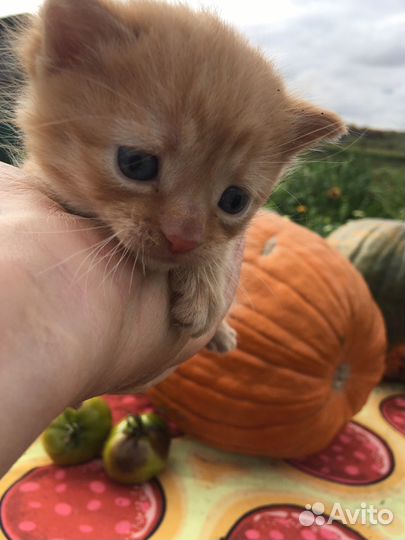Котенок